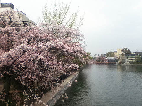 11年4月16日 賀茂川のサクラと防災の心 夷川ダム 京都まちなかひとくちメモ